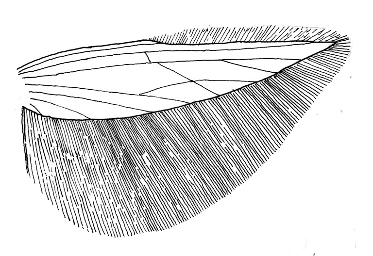 Hindwing with venation and cilia of Argyresthia spec. (Yponomeutidae).